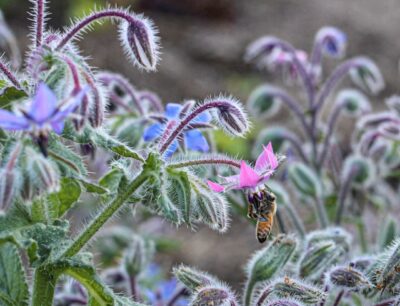 Fleurs et huile de bourrache